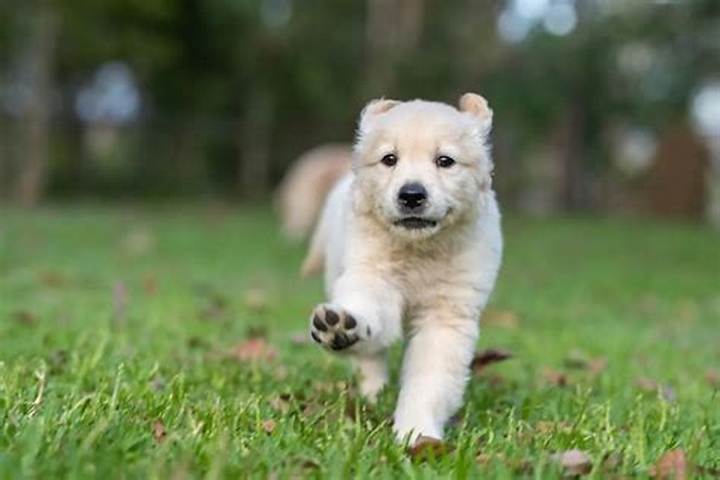 When a Horse Meets a Golden Retriever Puppy: What Happens Next