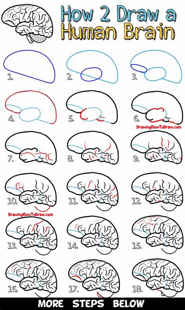 How to Draw a Brain: a Clear Step-by-Step Guide for Beginners