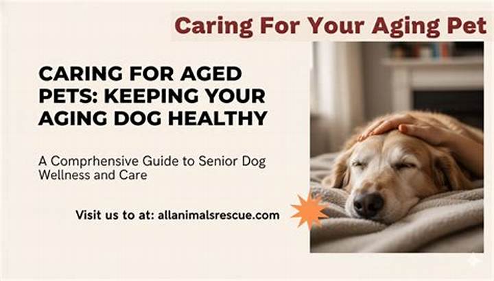 Kiki Senior Dog Story: a Heartfelt Look at Aging, Trust, and Care