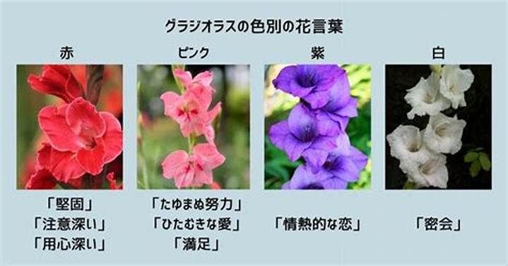 クジャクソウの花言葉に隠された想い|色別に読み解く秋の花の意味
