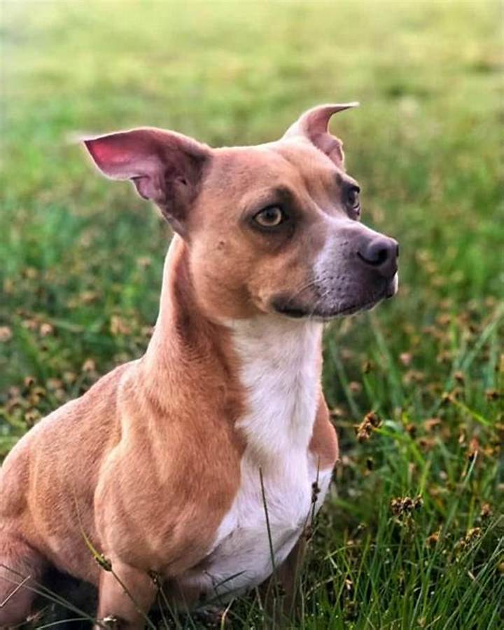 Mix Chihuahua and Pitbull: Temperament, Care, and What to Expect