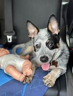 My New Puppy - Dog with a Blog Games