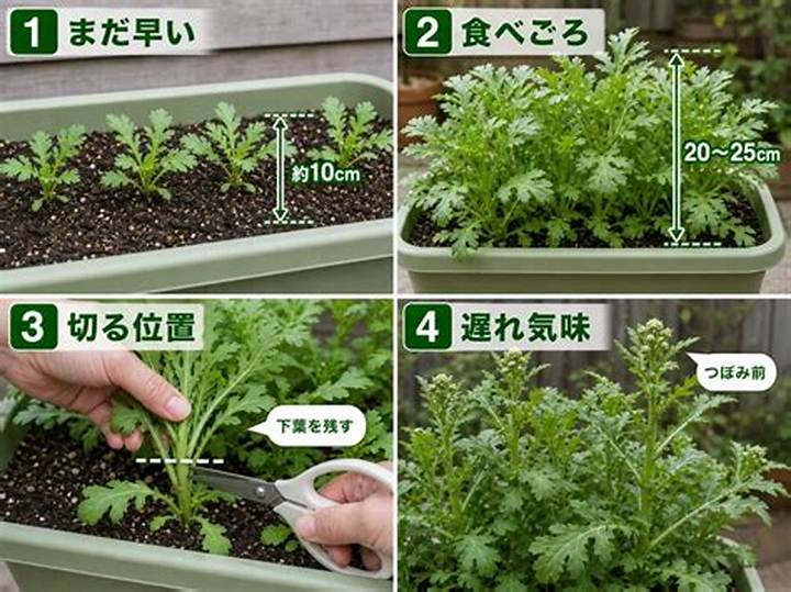 春菊の水耕栽培完全ガイド｜室内で年中育てるコツと収穫術