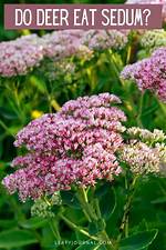 Will Deer Eat Sedum?